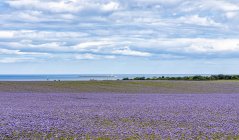 Una vista sobre los campos plantados con Phacelia al faro de Coquet frente a la costa noreste; Northumberland Inglaterra - foto de stock