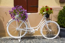 A white decorative bike beside a wall with blossoming flowers in pots; Sibiu, Transylvania Region, Romania — Stock Photo