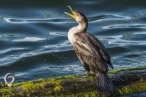 A Double-crested Cormorant rests on a log in the Columbia River; Astoria, Oregon, United States of America — Stock Photo