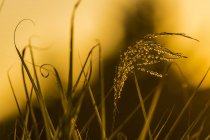 Hierba ornamental captando la luz del sol poniente; Astoria, Oregon, Estados Unidos de América - foto de stock