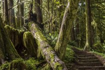 Uma impressionante escada foi construída na trilha para Soapstone Lake; Hamlet, Oregon, Estados Unidos da América — Fotografia de Stock