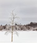 Eisbedeckter baum in einem verschneiten feld; sault st. marie, michigan, vereinigte staaten von amerika — Stockfoto