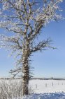 Árbol cubierto de hielo contra un cielo azul; Sault St. Marie, Michigan, Estados Unidos de América - foto de stock
