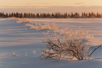 Arbres couverts de glace dans un champ enneigé avec une lueur rose au lever du soleil ; Sault St. Marie, Michigan, États-Unis d'Amérique — Photo de stock