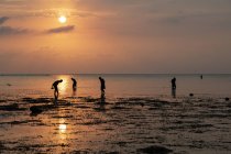 Люди збирають мушлі на пляжі під час заходу сонця; Ловіна, Балі, Індонезія — стокове фото