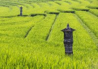 Stone lantern in the rice terraces of Selemadeq; Bali, Indonesia — Stock Photo