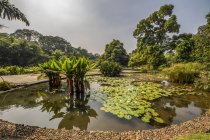 Jardin des plantes aquatiques dans les jardins botaniques de Bogor ; Bogor, Java occidental, Indonésie — Photo de stock