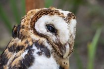 Minahassa masked owl on blurred background — Stock Photo