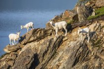 Dall Schafe auf Felsen in malerischer wilder Naturlandschaft — Stockfoto