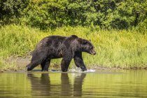 Scenic view of majestic bear at wild nature in lake — Stock Photo