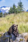 Malerischer Blick auf majestätische Bären in wilder Natur auf Felsen liegend — Stockfoto
