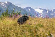 Vista panorâmica do urso majestoso na natureza selvagem — Fotografia de Stock