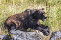 Чудовий ведмідь у дикій природі відпочиває на скелі. — стокове фото