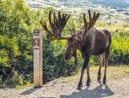 Bull Moose com chifres em veludo na natureza selvagem — Fotografia de Stock