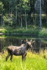 Bull Moose with antlers in velvet at wild nature — Stock Photo