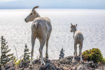 Dall sheep on rock at scenic wild nature landscape — Stock Photo