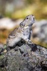 Closeup view of Collared Pika on rock — Stock Photo