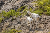 Далль овец на скале на живописной дикой природы ландшафт — стоковое фото