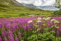 Finales del verano con Fireweed (Chamaenerion angustifolium) y chirivía de vaca (Heracleum maximum) en flor en el área de Hatcher Pass cerca de Palmer, en el centro-sur de Alaska; Alaska, Estados Unidos de América - foto de stock