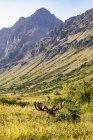Bull Moose com chifres em veludo na natureza selvagem — Fotografia de Stock