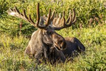 Bull Moose con corna in velluto a natura selvaggia — Foto stock