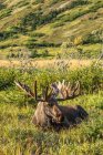 Elchbulle mit Geweih in Samt in wilder Natur — Stockfoto