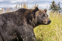 Vista panoramica di maestoso orso a natura selvaggia — Foto stock