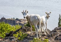 Dall pecore sulla roccia a paesaggio paesaggistico natura selvaggia — Foto stock