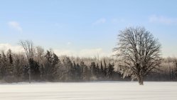 Árboles cubiertos de hielo y un campo cubierto de nieve; Sault St. Marie, Michigan, Estados Unidos de América - foto de stock