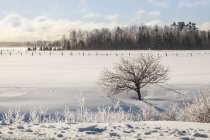 Eisbedeckte Bäume und ein schneebedecktes Feld mit Zäunen; sault st. marie, michigan, vereinigte staaten von amerika — Stockfoto