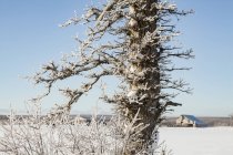 Ледяное дерево на фоне синего неба со снежным полем и амбаром на заднем плане; Sault St. Marie, Michigan, United States of America — стоковое фото