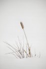 Nahaufnahme von vereisten Herbstgräsern im Schnee — Stockfoto