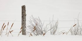 Vista de cerca de las hierbas de otoño cubiertas de hielo en la nieve y la cerca - foto de stock