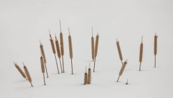 Vue rapprochée des herbes d'automne recouvertes de glace dans la neige — Photo de stock