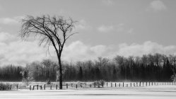 Черно-белый зимний пейзаж со снежным полем, забором и лесом; Саут-Сент-Мари, штат Мичиган, США — стоковое фото