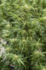 Vista close-up de flores de cannabis perto da colheita — Fotografia de Stock