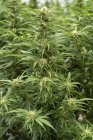 Primer plano de las flores de cannabis cerca de la cosecha - foto de stock