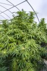 Vista close-up de flores de cannabis perto da colheita — Fotografia de Stock