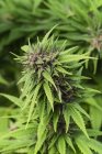 Vue rapprochée des fleurs de cannabis près de la récolte — Photo de stock
