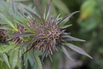 Primer plano de las flores de cannabis cerca de la cosecha - foto de stock