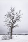 Paysage hivernal avec arbres recouverts de glace, champ neigeux et clôture ; Sault St. Marie, Michigan, États-Unis d'Amérique — Photo de stock