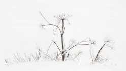Закриті льодом осінні трави в снігу; Сан-Марі, штат Мічиган, США — стокове фото
