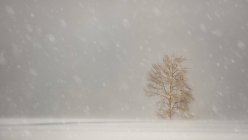 Snowfall with large snowflakes over a field with a lone tree; Sault St. Marie, Michigan, United States of America — Stock Photo