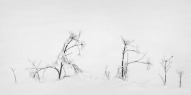 Hierbas de otoño cubiertas de hielo en la nieve; Sault St. Marie, Michigan, Estados Unidos de América - foto de stock
