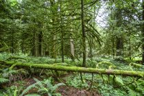 Буйний ліс з покритим мохом поваленим деревом на дні лісу; Британська Колумбія, Канада — стокове фото