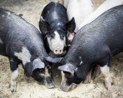 Cerdos en una granja alimentándose en el suelo; Armstrong, Columbia Británica, Canadá - foto de stock