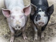 Dos cerdos en una granja mirando a la cámara; Armstrong, Columbia Británica, Canadá - foto de stock