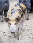 Свинья на ферме смотрит в камеру; Армстронг, Британская Колумбия, Канада — стоковое фото