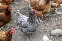 Hühner auf einem Bauernhof; armstarkes, britisches Columbia, Kanada — Stockfoto