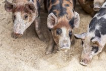 Pigs on a farm feeding on the ground; Armstrong, British Columbia, Canada — Stock Photo
